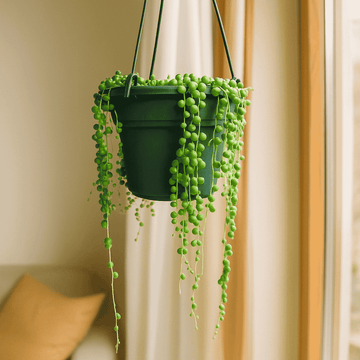 String of Pearls