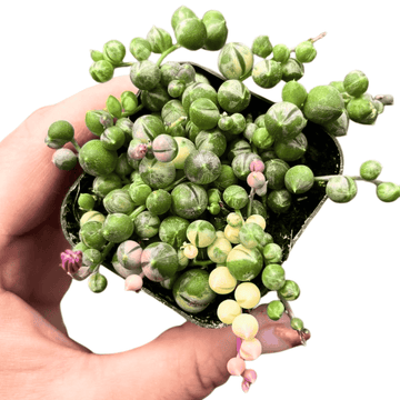 String of Pearls Variegated