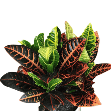 Croton Petra