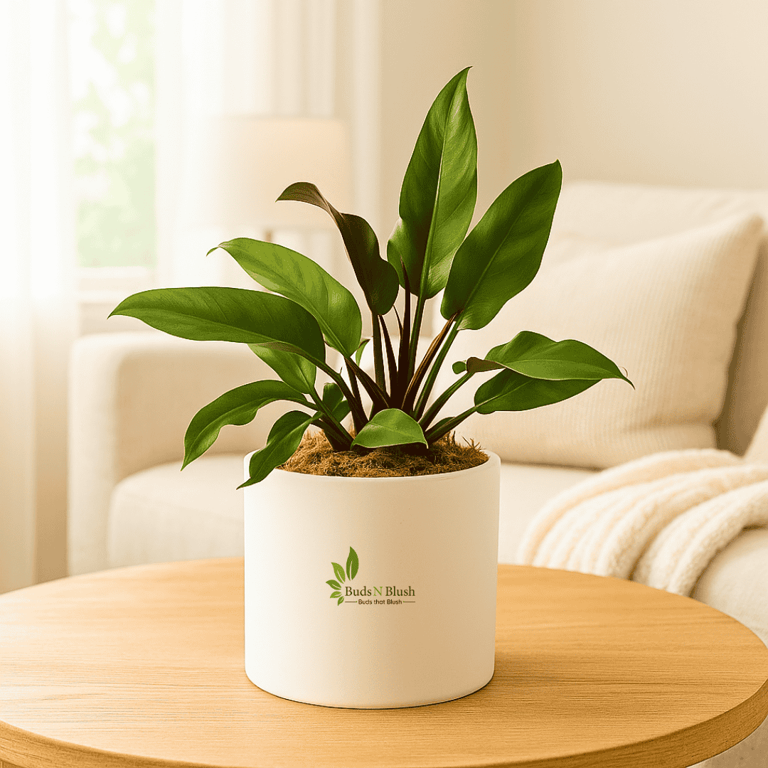 Philodendron Rojo Congo