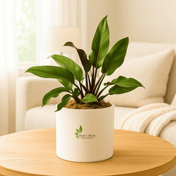 Philodendron Rojo Congo