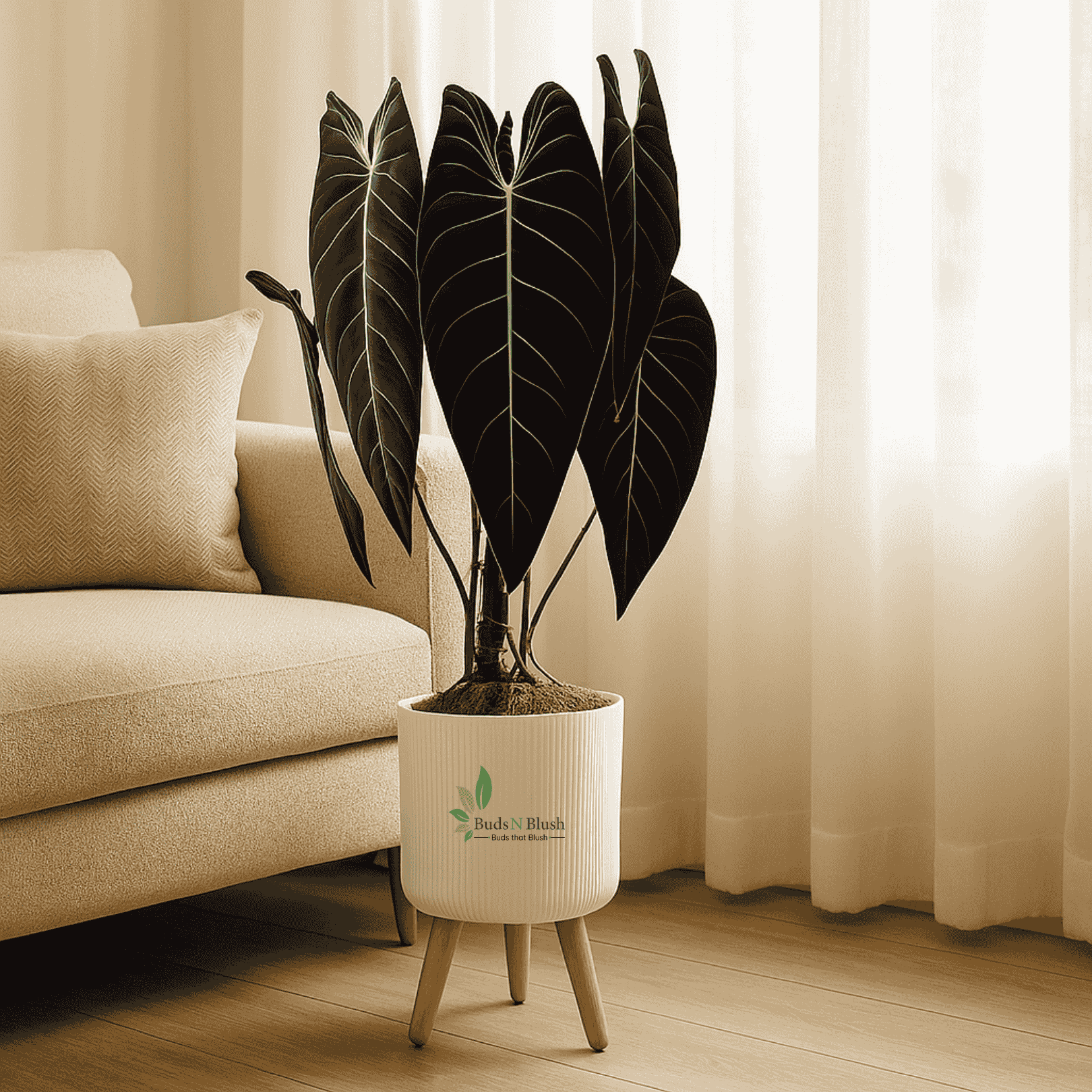 Philodendron Melanochrysum