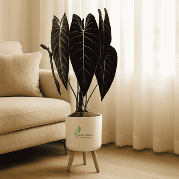 Philodendron Melanochrysum