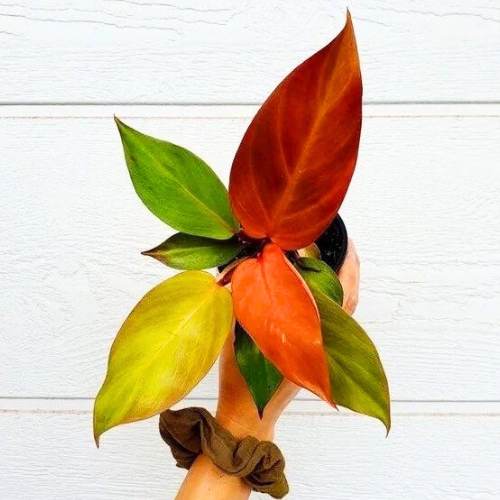 Philodendron Red / Air Purifying Plants