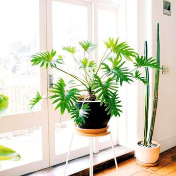 Philodendron Xanadu Indoor Plants for your Living Space