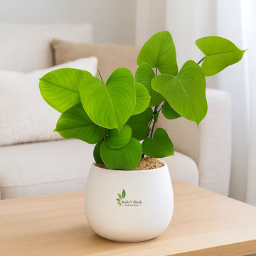 Philodendron Fibraecataphyllum
