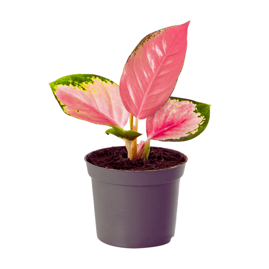 aglaonema pink beauty plant Aglaonema Pink Valentine