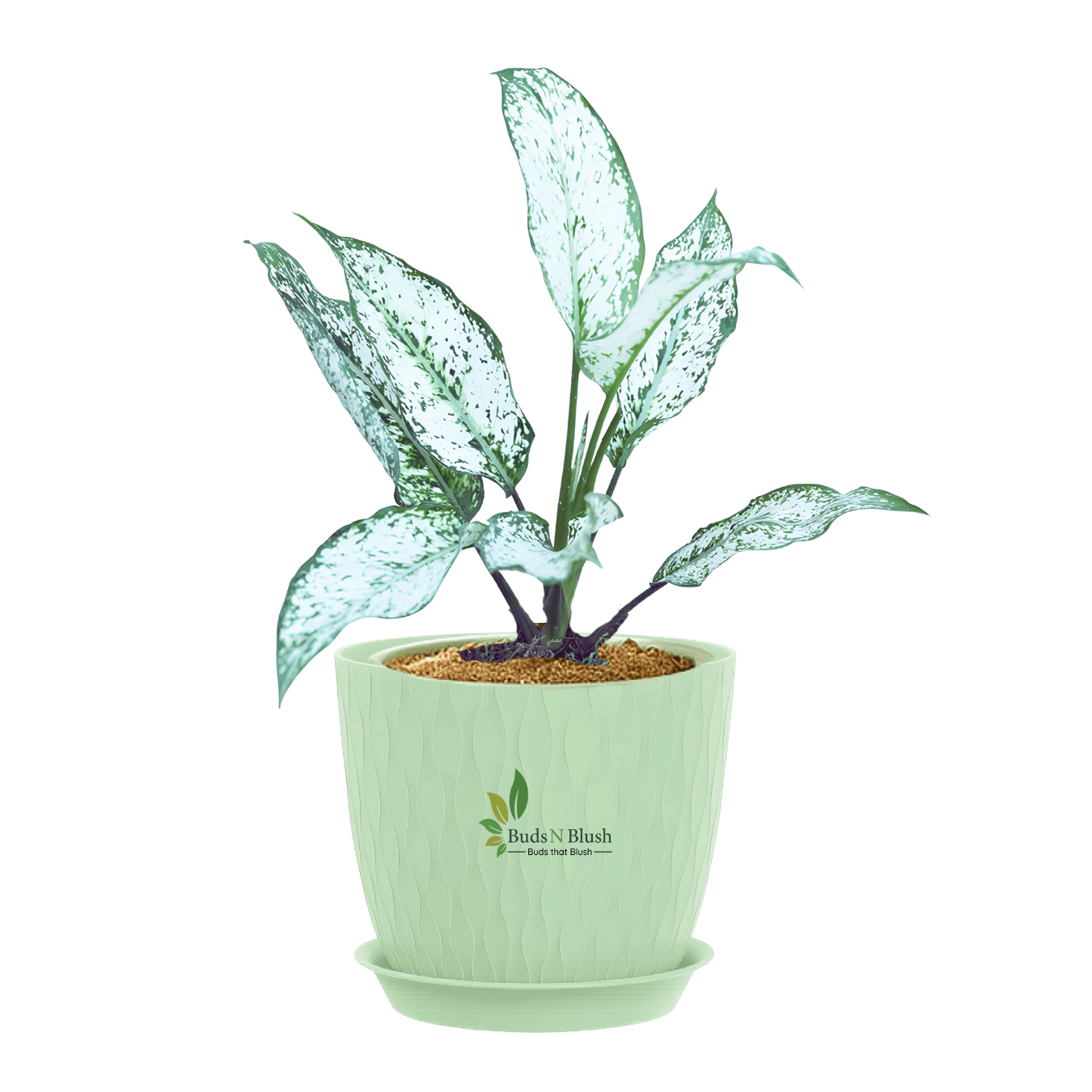 aglaonema snow white flower Aglaonema Snow White