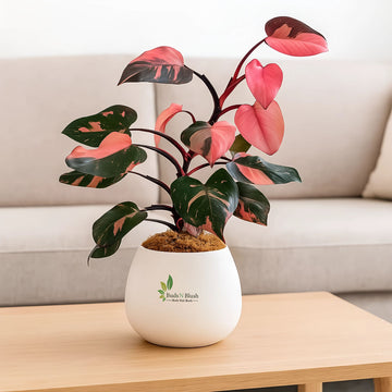 Philodendron Pink Princess