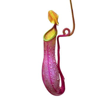 Pitcher Plant, Insectivorous Plants