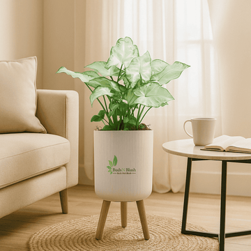 Syngonium Podophyllum