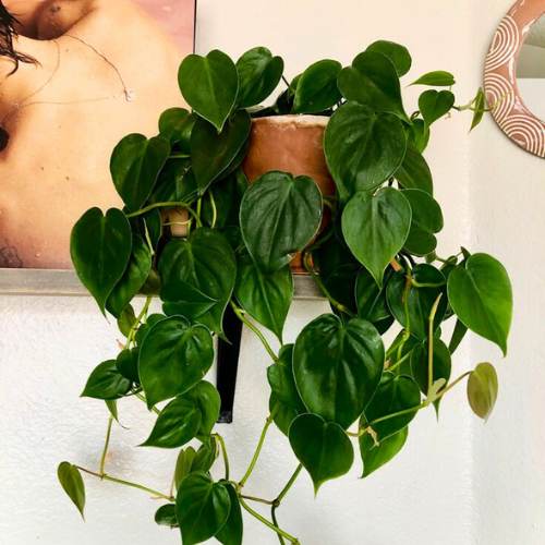 Oxycardium Green pothos / Indoor Plant