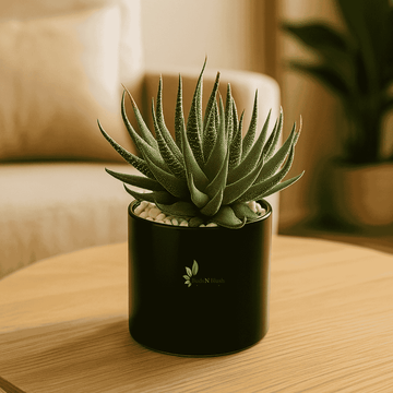 Haworthia Radula