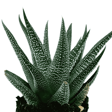 Haworthia Radula
