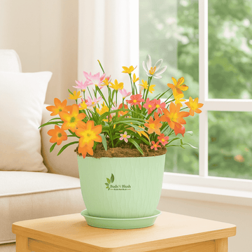 Fair Lily Set of Five