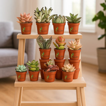 Succulent Plant Random