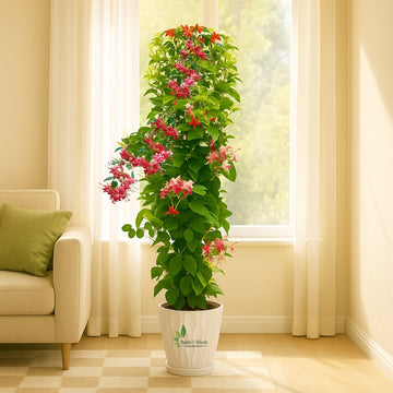 Madhumalti Vine
