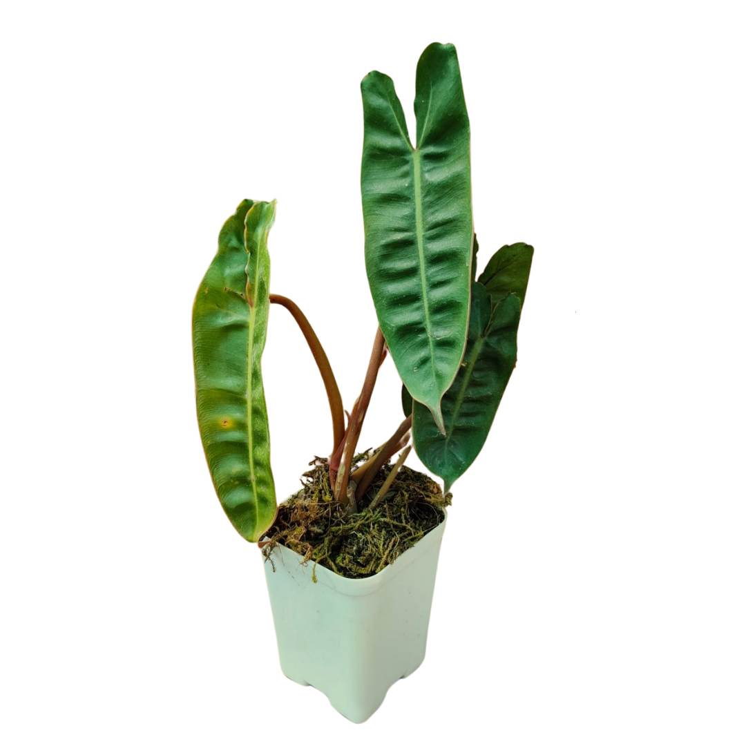 philodendron bill Philodendron Billietiae