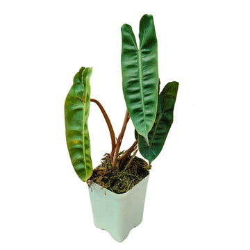 Rare Philodendron Billietiae