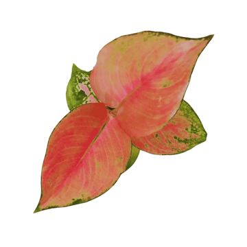 Aglaonema China Red