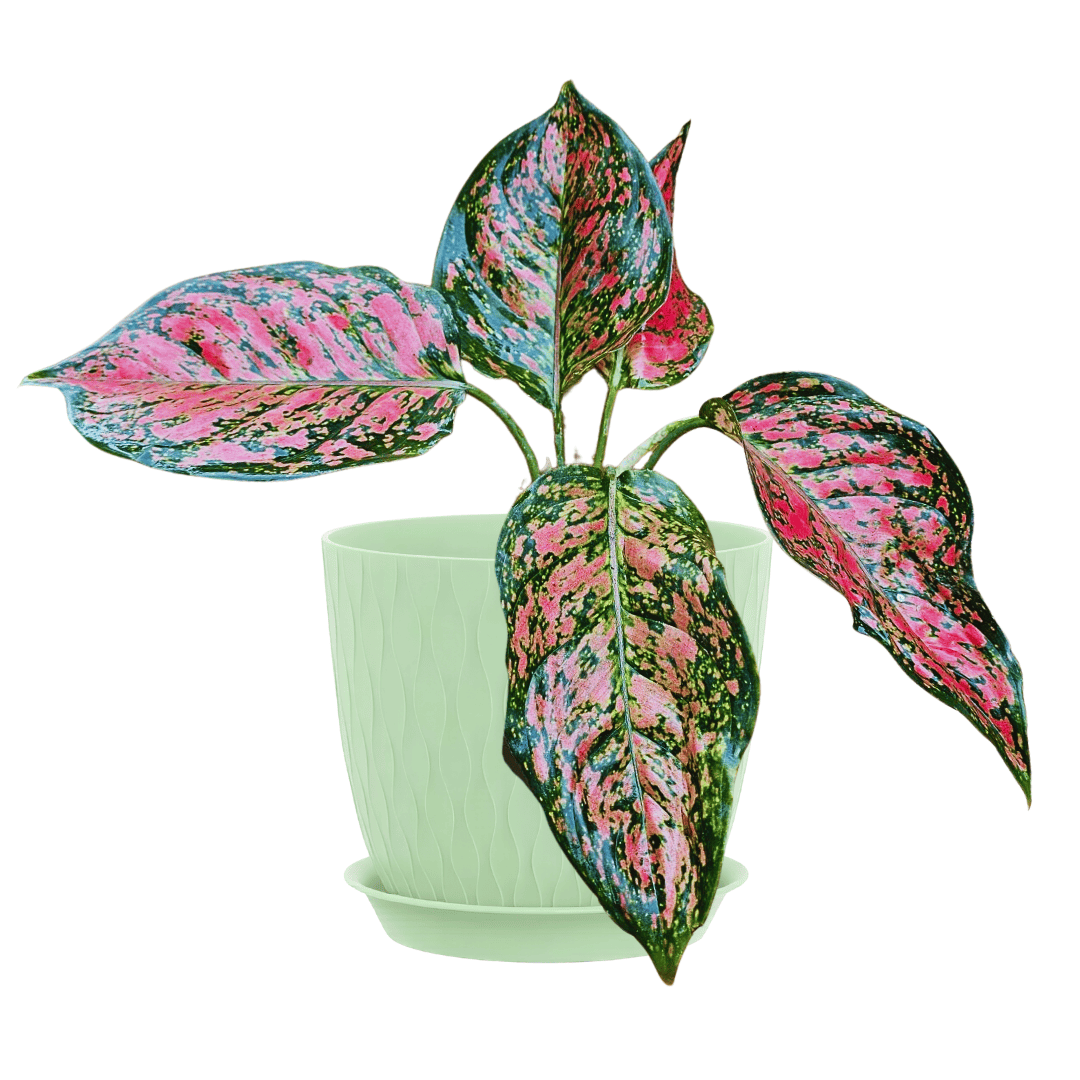 aglaonema tropic passion Aglaonema Red Addiction