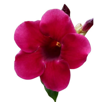 Giant Red Allamanda Creeper