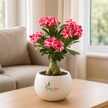 Rosy Adenium Double Petal Grafted White-Pink
