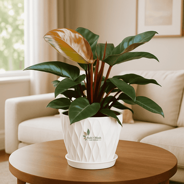 Philodendron Rojo Congo