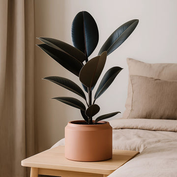 Rubber Plant