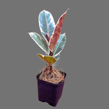 Rubber Plant Variegated  , Tineke
