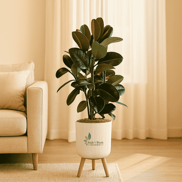 rubber plant is indoor or outdoor Rubber Plant