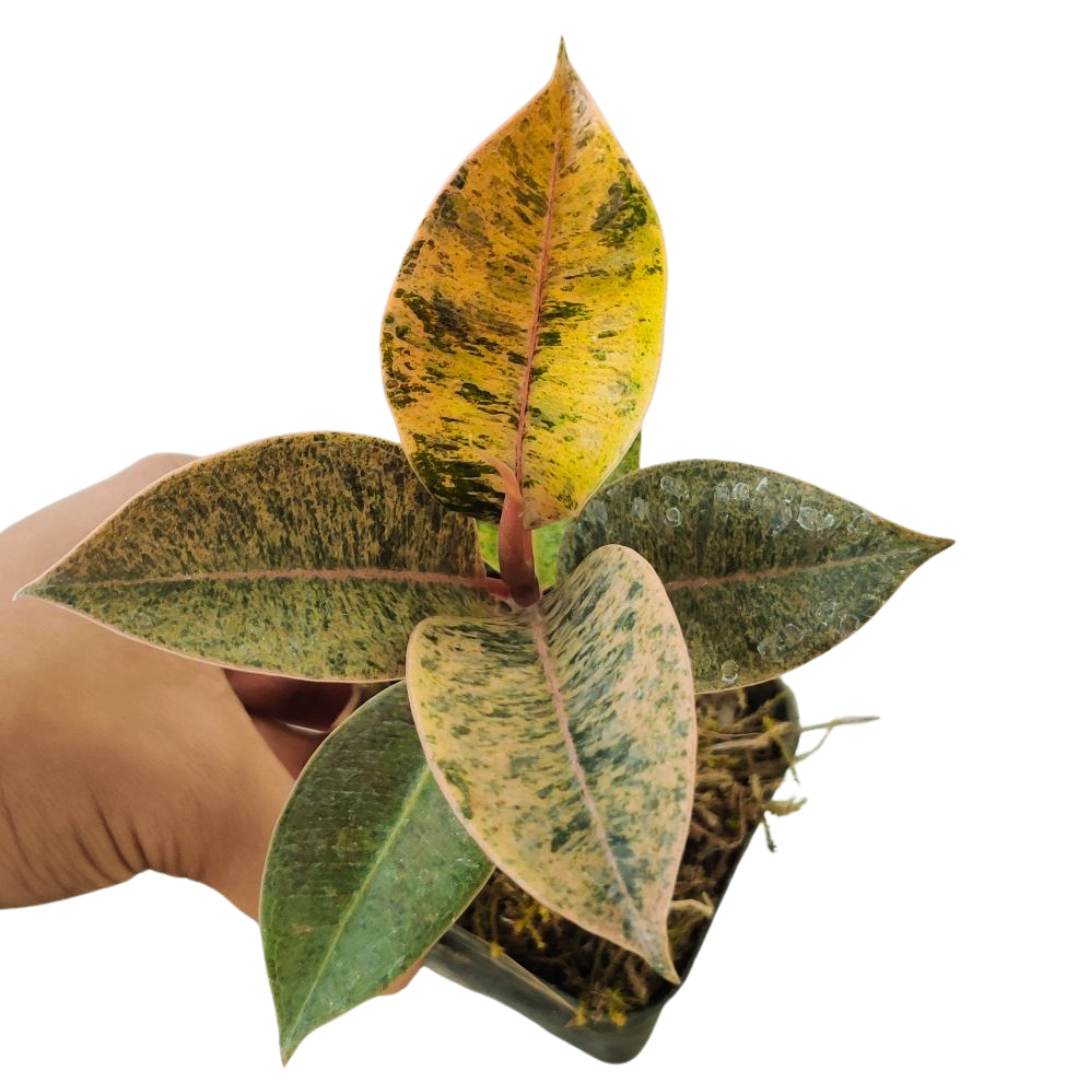 Rare Golden Rubber plant Shivereana