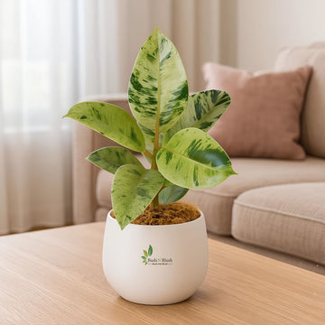 Golden Rubber Plant Shivereana