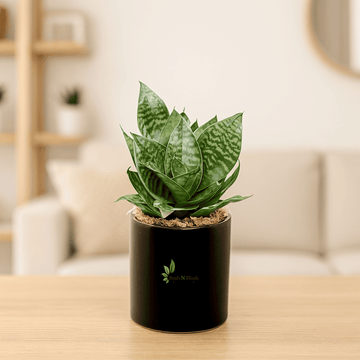 rectangular planter snake plant Sansevieria Snake Skin