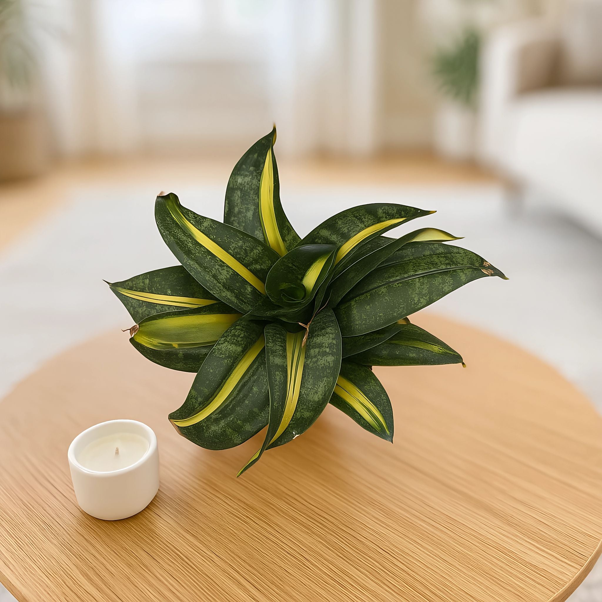 Bird Nest Snake Plant