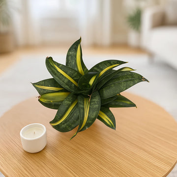 Bird Nest Snake Plant