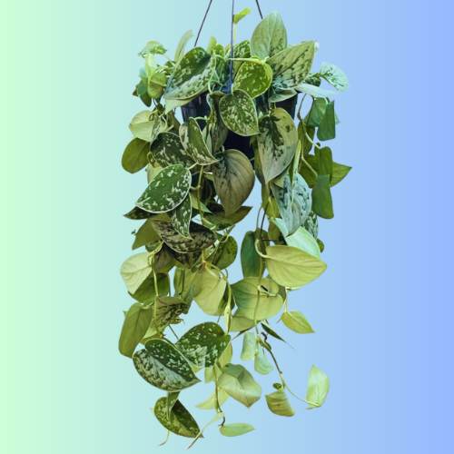 Mini Silver Pothos, Scindapsus pictus