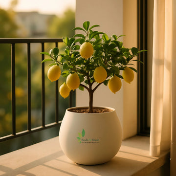 Seedless Kagzi Lemon