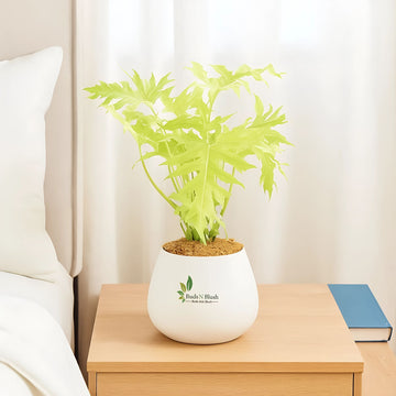 philodendron golden selloum Philodendron Selloum Golden