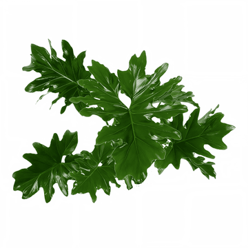 Philodendron Selloum Green