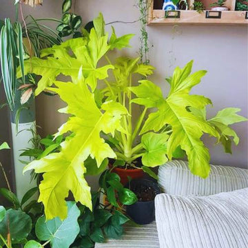 Philodendron Selloum Golden, Indoor Plant