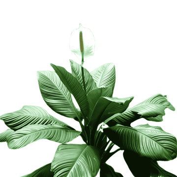 Broad leaved Peace Lily