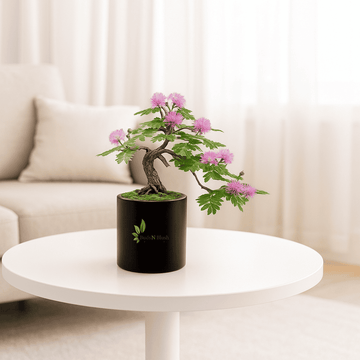 Shami Plant