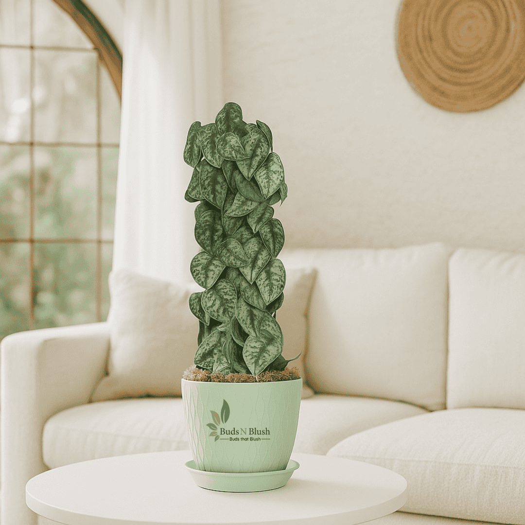 Silver Satin Pothos