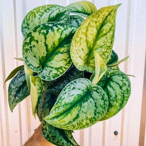 silver pothos plant Silver Satin Pothos