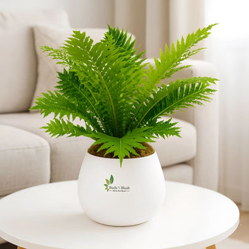 Silver Lady Fern Dwarf