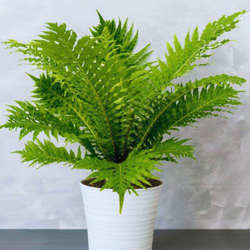 Tree Fern, Silver Lady Fern Dwarf