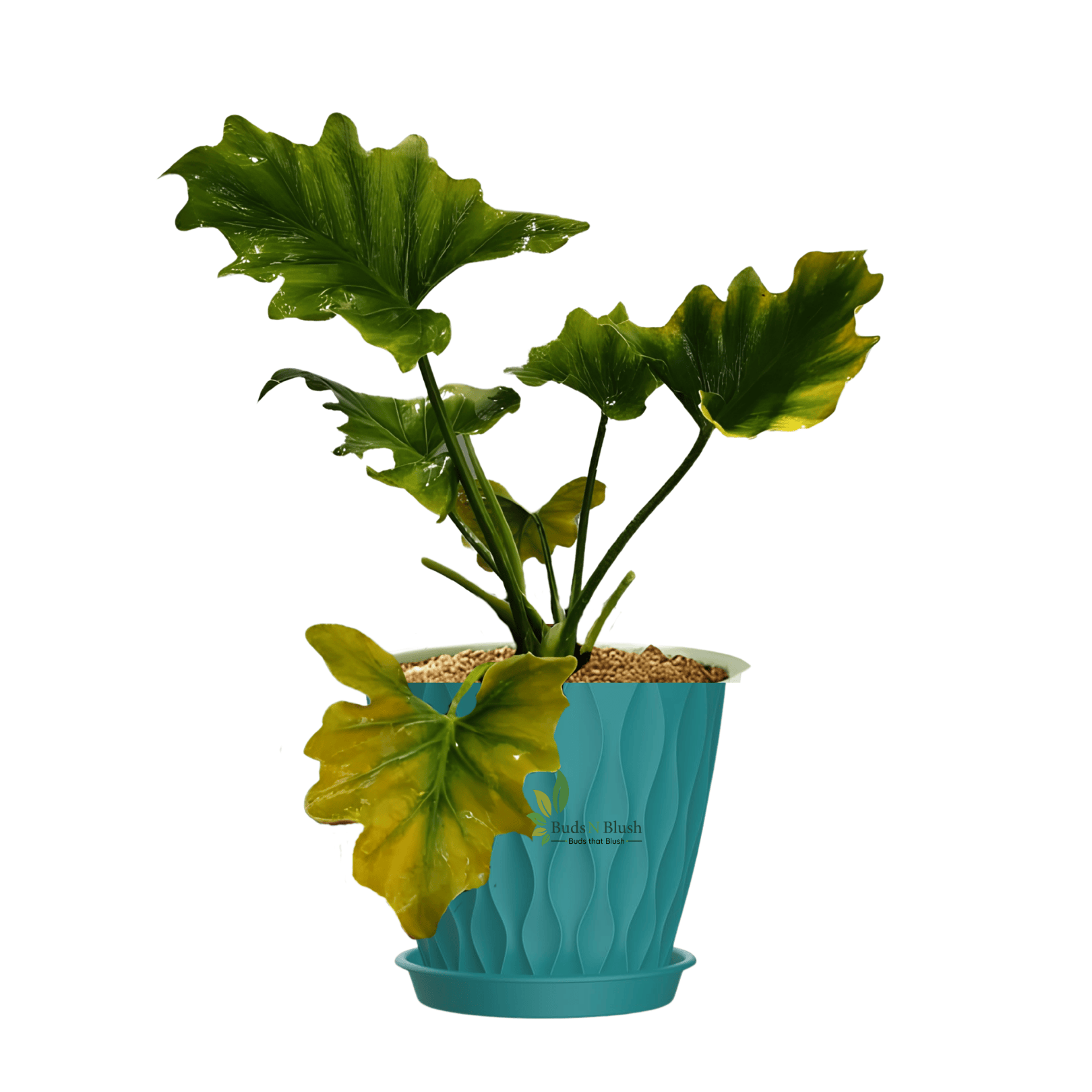 philodendron selloum png Philodendron Selloum Green