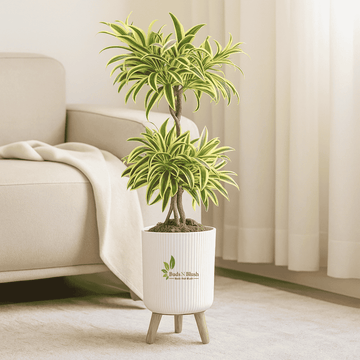 Dracaena Song Of India