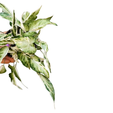 Syngonium Starlight